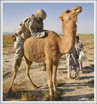 N'ayez pas l'esprit mal plac, ce GI tente simplement de grimper sur ...