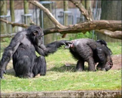 Enfin une question qui n'est pas sans fondement, quel est cet animal ?