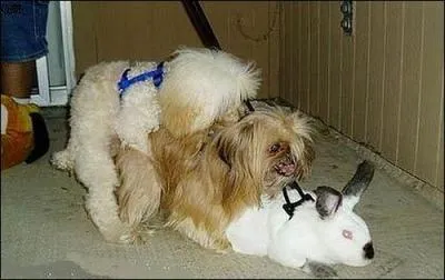 Je serais curieux de voir le rsultat de cet accouplement sauvage ! Qui se retrouve sous la mle ?