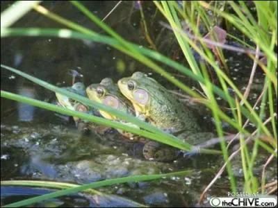 Sur la photo, vous voyez des grenouilles en train de copuler de faon classique, mais chez leur cousin, le crapaud accoucheur, le mle ne fait pas les choses comme tout le monde !