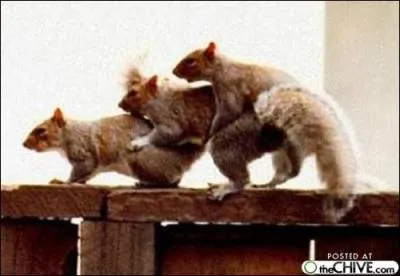 Chez cette espce d'cureuil, c'est le mle qui s'occupe des oeufs !