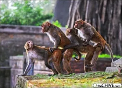 Dans quel pays peut-on voir des temples consacrs au Dieu-singe Hanuman !