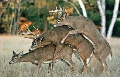 Comment appelle-t-on cette priode de l'anne, o le cerf se retrouve dans un tat interdit aux mineurs, seul moment o on peut entendre sa voix ?