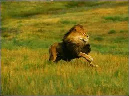 Quelle vitesse peut atteindre un lion ?