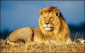 Combien peut peser un lion mle ?
