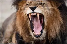 Combien un lion a-t-il de dents ?