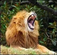 A combien de kilomtres peut-on entendre le rugissement du lion ?