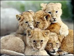 Jusqu' combien de petits une lionne peut-elle avoir en une porte ?