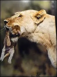 A la naissance , les lionceaux voient trs bien :