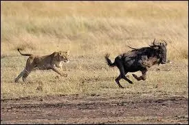 Qui chasse chez les lions ?