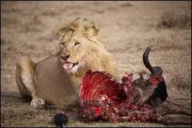 Combien de kilos de viande un lion peut-il avaler en une journe ?