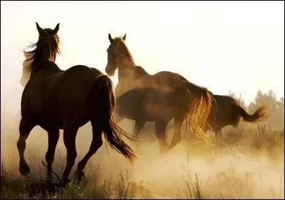 Comment s'appellent les pieds des chevaux ?