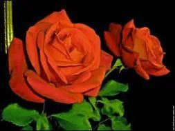 Quel film vous inspire cette rose ?