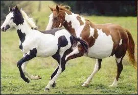 Comment appelle-t-on un cheval qui a des taches ?