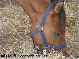 Comment dose-t-on la nourriture pour un cheval ?
