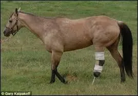 Quel lieu est un dlit pour les chevaux ?