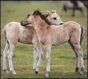 Quand un poulain ne tte plus, on dit qu'il est arriv au ... ?