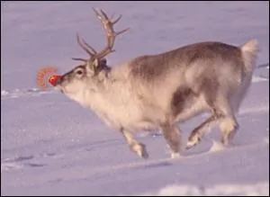 Apparu en 1939, le renne au nez rouge s'appelle Rudolphe !