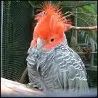 Drle de cacatos, non ? La femelle n'a pas la tte rouge mais grise. Quel est-il ?