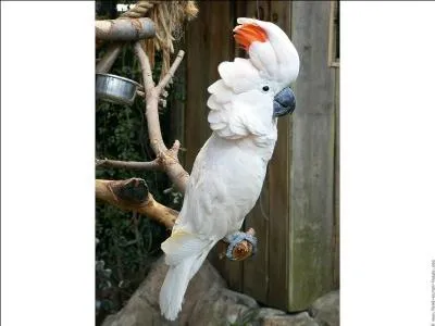 Il devient de plus en plus rare dans son le o il est endmique. Quel est-il ?