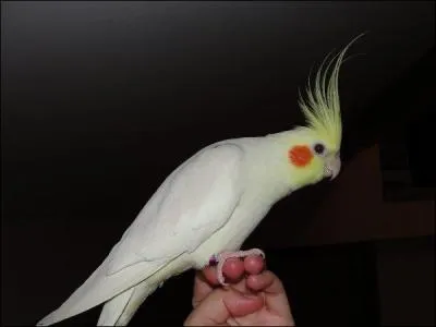 Quelle est cette mutation chez la Calopsitte ?