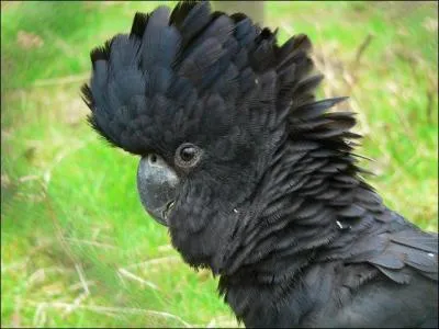 L'un des plus curieux, je trouve. Il a le bout de la queue rouge. Quel est-il ?
