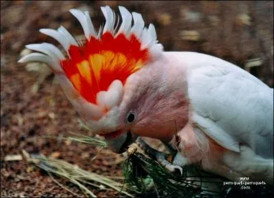 Magnifiques ses couleurs ! Il a la crte orange, rouge et blanche. Quel est-il ?