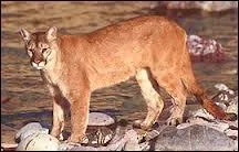 Combien la queue du couguar mesure-t-elle ?