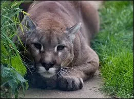 Combien de temps vit un couguar ?