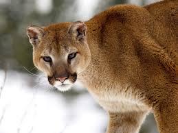 Quiz Animaux