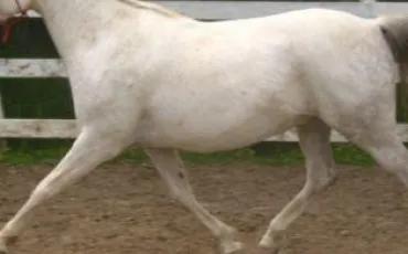 Quiz Galop 3