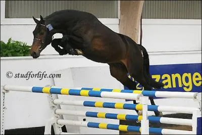 Comment s'appelle les diffrents moments d'un saut ?