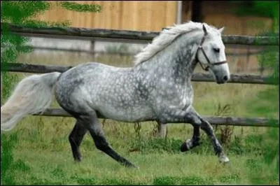 Comment marche le galop  droite ?