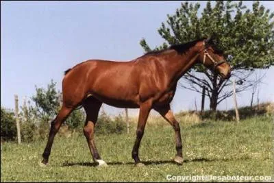 Quelle est environ la vitesse d'un cheval au pas ?