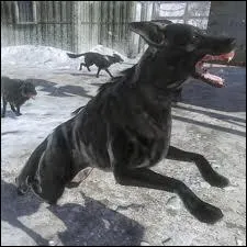 Comment s'appelle cette srie de victimes ?