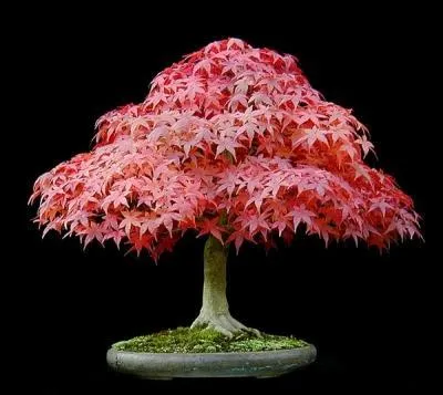 Le bonsa ou bonza est un arbre miniaturis japonais. Reconnaissez-vous celui-ci ?
