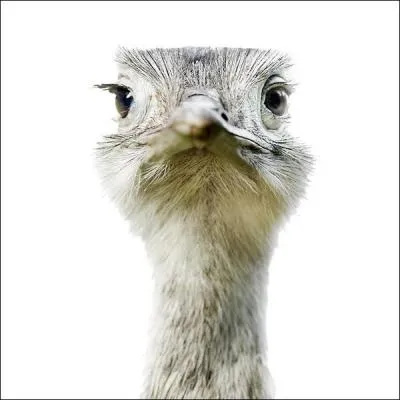 Si vous avez rat ce quiz, on ne vous en voudra pas, il est donc inutile de ...