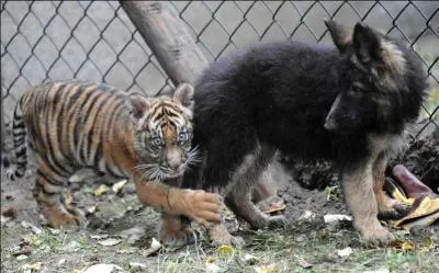 Une expression venue de la nuit des temps !