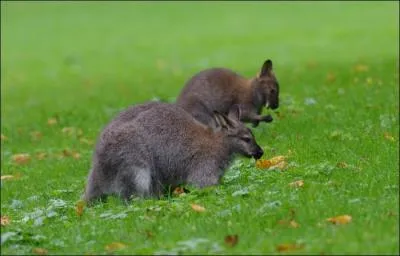 De qui Batrice Dalle parle-t-elle, quand elle dit : Vous vous rendez compte, trois mille ans aprs, ce type en slip kangourou, on en parle encore ?