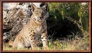 Jusqu' quel ge les lynx peuvent-ils vivre ?