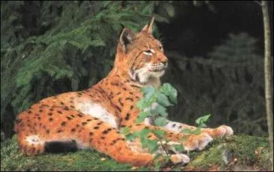 Combien les lynx mesurent-ils en moyenne ?
