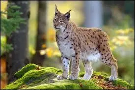 Comment appelle-t-on la femelle du lynx ?