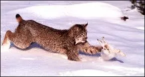 Le lynx ressemble  un animal. Lequel ?