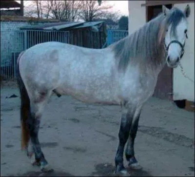 Quelle est cette race?