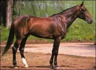 Quelle est cette race?