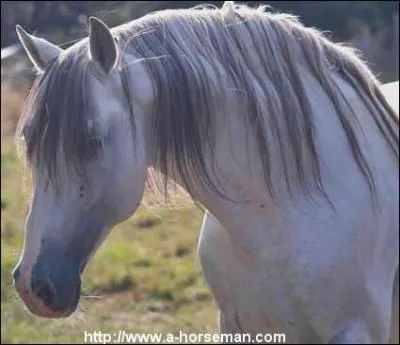 Quelle est cette race?