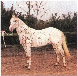 Quelle est cette race?