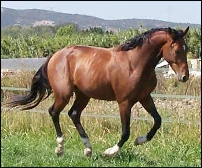 Quelle est cette race?