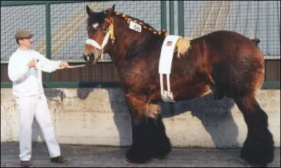 Quelle est cette race?