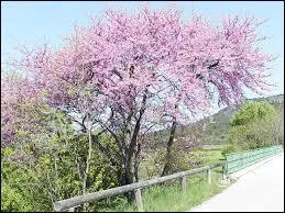 Quelle saison remarques-tu ?